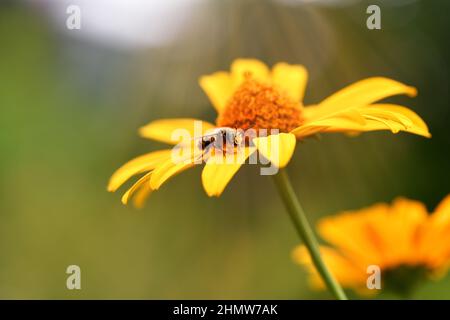 Ape. Il primo piano di una grande ape si siede su un fiore giallo su uno sfondo bianco in una giornata estiva soleggiato. Macro Foto Stock