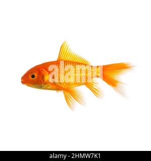 Pesce d'oro isolato su bianco Foto Stock