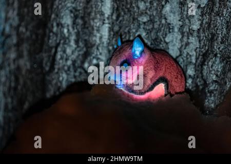 Southern Flying Squirrel, Glaucomys volans, che esibisce biofluorescenza quando illuminato da una fonte di luce UV a 365 nm, Michigan centrale, USA Foto Stock