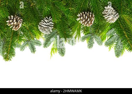 rami di pino con coni di pino Foto Stock