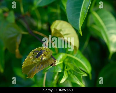La foto del coleottero è fatta su un foglio verde lucido. L'insetto è visto da vicino nella natura selvaggia. L'immagine mostra come un coleottero si siede sulla parte superiore Foto Stock