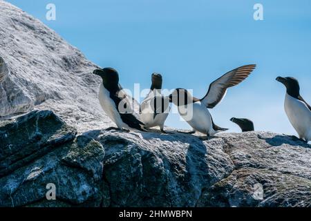 RUNDE, NORVEGIA - 2020 GIUGNO 19. Un gruppo di Razorbils (Alca torda) in piedi su una scogliera a Runde Bird Island. Foto Stock