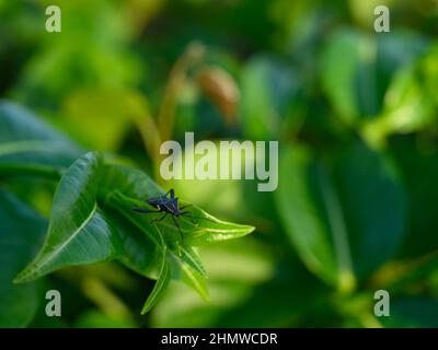 La foto del coleottero è fatta su un foglio verde lucido. L'insetto è visto da vicino nella natura selvaggia. L'immagine mostra come un coleottero si siede sulla parte superiore Foto Stock