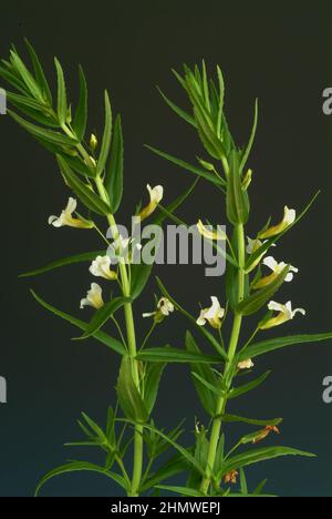 Gottes-Gnadenkraut oder Gottesgnadenkrau, gratiola officinalis, eine alte Heilpflanze. Es wirkt harntreibend, abführend und herzstärkend. Uomo benutzte Foto Stock