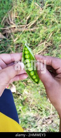 Primo piano verticale di una cialda di piselli nelle mani Foto Stock