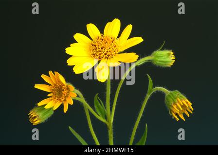 Echte Arnika, Arnica montana, Bergwohlverleih. Heilpflanze, Arnikablüten enthalten ätherisches Öl, Flavonoide und Sesquiterpenlattone, die entzündungs Foto Stock