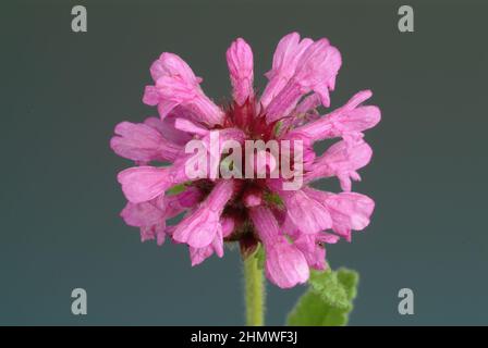 Echte Betonie, Betonica officinalis, auch Heil-Ziest, Heilbatunge, Flohblume, Pfaffenblume, Zahnkraut oder Zehrkraut genannt, ist eine Pflanzenart aus Foto Stock