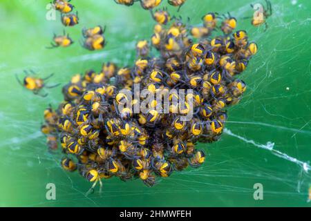 Bambini ragni del ragno del tessitore dell'Orb della Croce (araneus diadematus) o ragno del diadem che è conosciuto come il ragno comune del giardino, immagine della foto di scorta Foto Stock