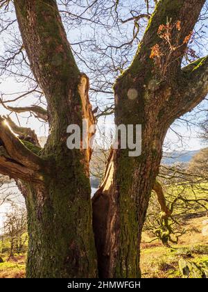 Un albero di quercia si divide in mezzo ad Ambleside, Lake District, Regno Unito. Foto Stock