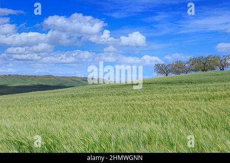 Primavera. Tra Puglia e Basilicata: Paesaggio collinare con verdi campi di mais in Italia. Foto Stock