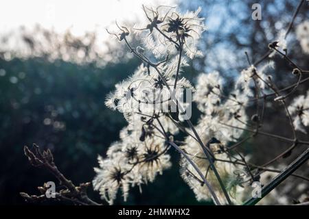 Le piume di piuma del clematis selvatico Clematis vitalbis Foto Stock