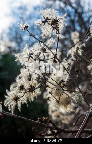 Le piume di piuma del clematis selvatico Clematis vitalbis Foto Stock