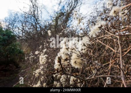 Le piume di piuma del clematis selvatico Clematis vitalbis Foto Stock