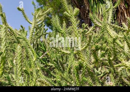 Bush di Austrocylindropuntia supulata, comunemente noto come ago di Eva Foto Stock