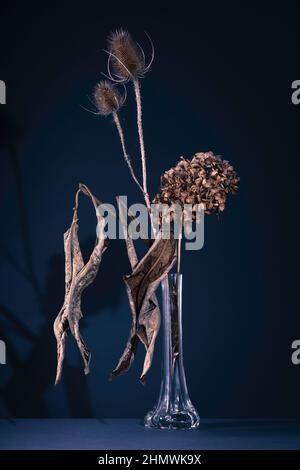 Pianta asciutta, arte fine Foto Stock