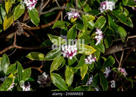 Un arbusto invernale Daphne in fiore, in un soleggiato giorno di febbraio Foto Stock