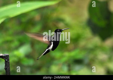 Hummingbird Jacobin nero (Florisuga fusca) che si aggirano per nutrirsi, vista laterale ravvicinata, presa alle Cascate di Iguazu, Argentina Foto Stock