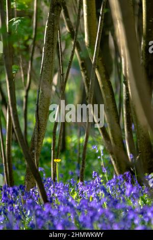 Bois et fleurs des bois au printemps dans la baie de Somme. Jacynthes sauvage, Arnica, ail des our. Foto Stock