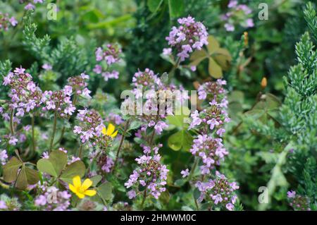 Timo fiorente con un'ape seduta su un fiore. Giardino delle erbe nel cortile posteriore. Sfondo sfocato su un tema di pianta, fuoco selettivo. Foto Stock