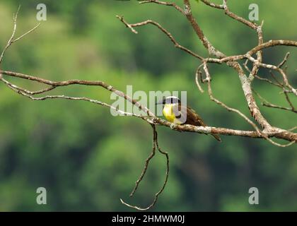 Flycatcher (Megarynchus pitangua) arroccato su un ramo, preso all'interno del parco nazionale delle cascate di Iguazu, Argentina Foto Stock