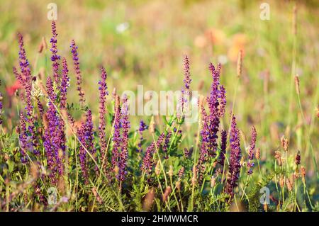 Fiori viola di salvia selvaggia in un prato estivo, tra le erbe. Erbe medicinali piante di miele. Pianta tema per screensaver, fuoco selettivo, bella bok Foto Stock