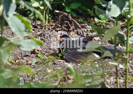 Comune Blackbird (Turdus merula) prendere un bagno di polvere con la bocca aperta. Preso in un giardino posteriore, Kent, Regno Unito Foto Stock