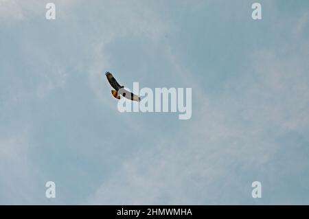 Buzzard comune (Buteo buteo) che vola e si silhouette contro il cielo blu. Preso a Cuxton, Kent, Regno Unito Foto Stock