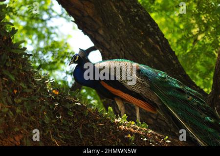 Maschio Indian Peafowl (Pavo cristatus) sedeva all'interno di un albero. Preso a Buenos Aires, Argentina Foto Stock