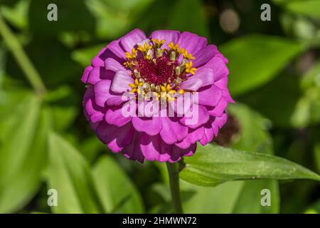 Un rosa scuro colorato o una zinnia viola chiaro aperto con poco giallo nel centro per attirare api e farfalle al nettare closeup vista su un Foto Stock