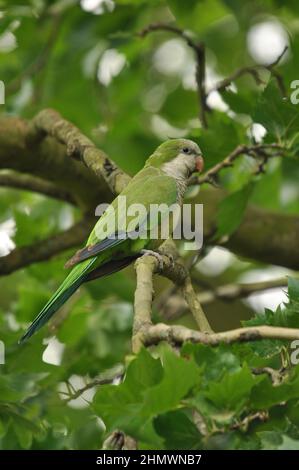 Monk Parakeet (Myiopsitta monachus) arroccato in un albero, primo piano e laterale colpo. Preso in Argentina Foto Stock