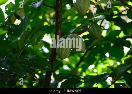 La frutta di cacao si trova sull'albero di cacao. La frutta di cacao cresce naturalmente - nella foresta. La giungla ci dà piante di cacao. Cacao marrone maturo 2 pezzi gro Foto Stock