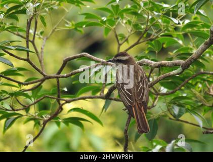 Flycatcher variegato (Empidonomus varius) arroccato all'interno di un albero su un ramo, vista da dietro. Preso alle Cascate di Iguazu, Argentina Foto Stock