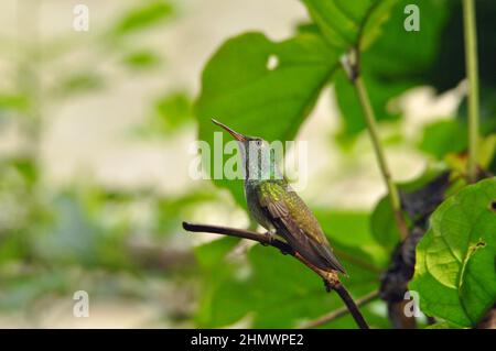 Hummingbird smeraldo Versicolored (Chrysuronia versicolor), arroccato su un ramo di riposo dopo l'alimentazione. Preso alle cascate di Iguazu, Argentina Foto Stock