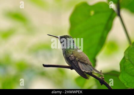 Hummingbird smeraldo Versicolored (Chrysuronia versicolor), arroccato su un ramo di riposo dopo l'alimentazione. Preso alle cascate di Iguazu, Argentina Foto Stock