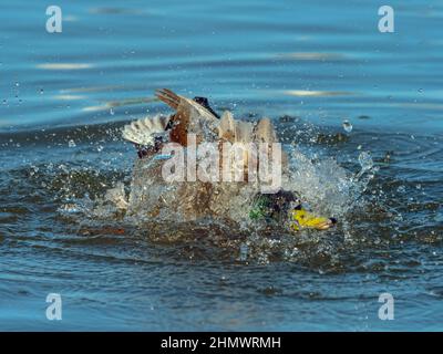 Mallard Anas platyrhyncha drake in inverno Norfolk Foto Stock