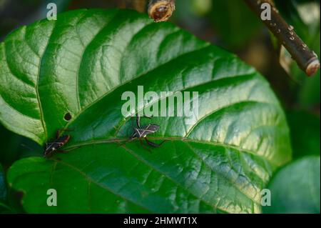 La foto del coleottero è fatta su un foglio verde lucido. L'insetto è visto da vicino nella natura selvaggia. L'immagine mostra come un coleottero si siede sulla parte superiore Foto Stock