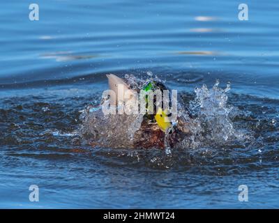 Mallard Anas platyrhyncha drake in inverno Norfolk Foto Stock