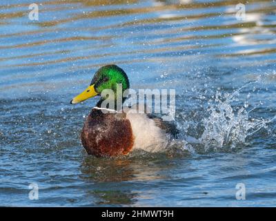 Mallard Anas platyrhyncha drake in inverno Norfolk Foto Stock