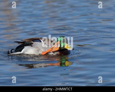 Mallard Anas platyrhyncha drake saluta in inverno Norfolk Foto Stock