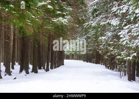 Sentiero forestale, foresta invernale, conifere e deciduo, coperto di neve. Russia, regione di Leningrad Foto Stock