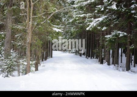 Sentiero forestale, foresta invernale, conifere e deciduo, coperto di neve. Russia, regione di Leningrad Foto Stock