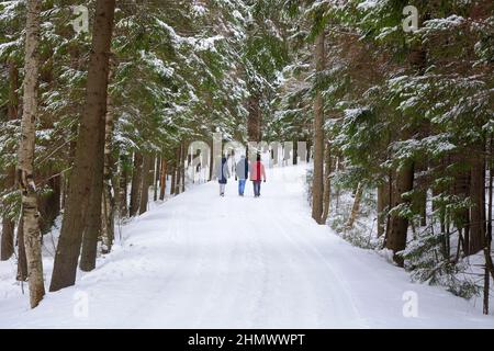 Sentiero forestale, foresta invernale, conifere e deciduo, coperto di neve. Russia, regione di Leningrad Foto Stock