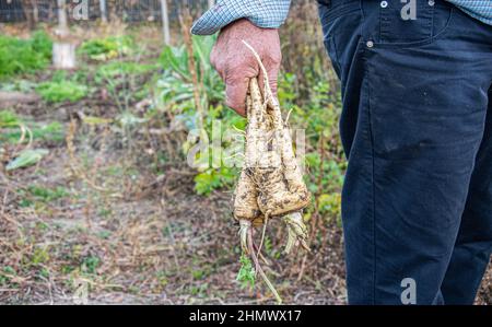 Primo piano di una mano di un uomo anziano che tiene il prezzemolo appena raccolto. Le mani di una persona anziana tengono un mazzo di parsleysin la fattoria. Foto Stock