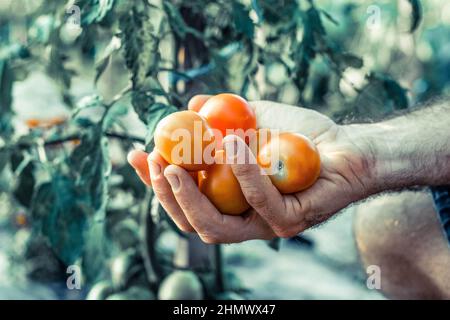 Le mani del giovane uomo tengono i pomodori sani naturali dall'agricoltura biologica. Gli agricoltori hanno a disposizione pomodori appena raccolti. Foto Stock