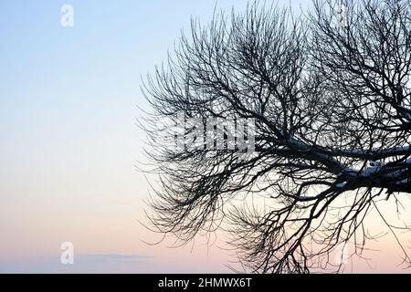 Piangendo l'albero di salice al tramonto. Stagione invernale in Russia Foto Stock