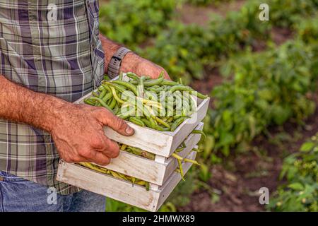 Raccolto di fagioli freschi verdi in un giardino, coltivando biologico cibo maschio agricoltore raccolta di verdure fresche da giardino Foto Stock