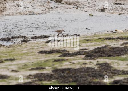 Rovistando Redshank (Tringa totanus) Foto Stock