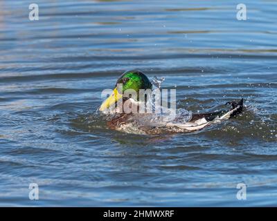 Mallard Anas platyrhyncha drake in inverno Norfolk Foto Stock