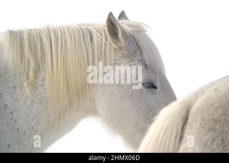 Bianco su bianco: Due cavalli bianchi in piedi in un paddock nella neve d'inverno Foto Stock