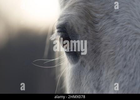 Primo piano sull'occhio di un cavallo bianco Foto Stock